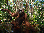 Orangutan (Pongo pygmaeus) young male wading through water, Borneo, Malaysia