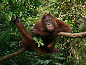 Orangutan (Pongo pygmaeus) resting in tree, Borneo, Malaysia