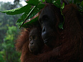 Orangutan (Pongo pygmaeus) mother and young using branches to shelter from rain, Borneo, Malaysia