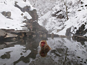 Japanese Macaque (Macaca fuscata) group soaking in hot spring, Jigokudani, Japan