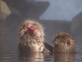 Japanese Macaque (Macaca fuscata) pair grooming in hot spring, Jigokudani, Japan