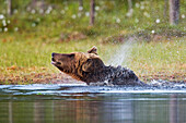 Brown Bear (Ursus arctos) shaking its fur in pond, northeast Finland