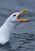 Great Black-backed Gull (Larus marinus) calling, Norway