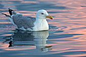 Herring Gull (Larus argentatus), Norway
