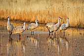 Sandhill Crane (Grus canadensis) group in pond, Bosque del Apache National Wildlife Refuge, New Mexico