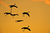 Sandhill Crane (Grus canadensis) flock flying, Bosque del Apache National Wildlife Refuge, New Mexico
