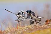 Ruff (Philomachus pugnax) males fighting at lek, Varanger, Norway