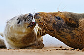 Grey Seal (Halichoerus grypus) with pup on beach, Donna Nook, Lincolnshire, United Kingdom