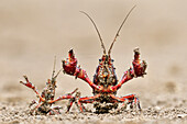 Striped Crayfish (Orconectes limosus) pair in defensive posture, Donana National Park, Seville, Andalusia, Spain