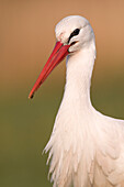 White Stork (Ciconia ciconia) portrait, Earnewald, Friesland, Netherlands