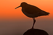 Common Redshank (Tringa totanus) at sunset, Earnewald, Friesland, Netherlands