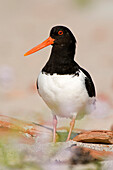 Eurasian Oystercatcher (Haematopus ostralegus) on beach, Helgoland, Germany