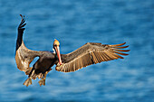 Brown Pelican (Pelecanus occidentalis) landing, San Diego, California