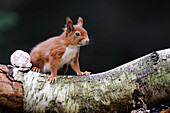 Eurasian Red Squirrel (Sciurus vulgaris), Veluwe, Gelderland, Netherlands
