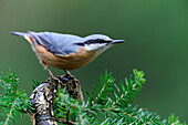 Wood Nuthatch (Sitta europaea), Veluwe, Gelderland, Netherlands