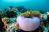 Pink Anemonefish (Amphiprion perideraion) pair in sea anemone, Philippines