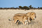 African Lion (Panthera leo) male and female courting, Khutse Game Reserve, Botswana