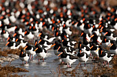 Eurasian Oystercatcher (Haematopus ostralegus) flock standing on mudflat, Holwerd, Friesland, Netherlands