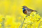 Bluethroat (Luscinia svecica) calling in Oil Seed Rape (Brassica napus) field, Groningen, Netherlands