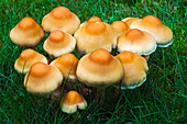 Sulphur Tuft (Hypholoma fasciculare) mushrooms, Ommen, Overijssel, Netherlands