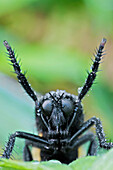 Robber Fly (Asilidae) mimics Bees (Eulaema sp), Mindo, Ecuador