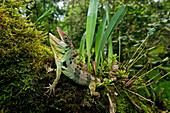 Fraser's Anole (Anolis fraseri) male in threat display, Mindo, Ecuador