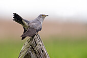 Common Cuckoo (Cuculus canorus) male, Lutjegast, Groningen, Netherlands