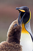 King Penguin (Aptenodytes patagonicus) chick begging for food, Falkland Islands