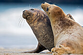 Grey Seal (Halichoerus grypus) pair playing on beach, Helgoland, Germany