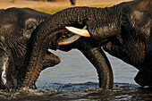 African Elephant (Loxodonta africana) males sparring, Chobe National Park, Botswana