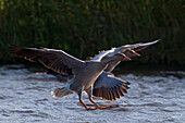 Greylag Goose (Anser anser) pair landing, Utrecht, Netherlands