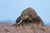 Komodo Dragon (Varanus komodoensis), Rinca Island, Komodo National Park, Indonesia