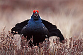 Black Grouse (Tetrao tetrix) male displaying at lek, Sweden