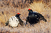 Black Grouse (Tetrao tetrix) males displaying at lek, Sweden