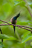 Wire-crested Thorntail (Discosura popelairii) hummingbird, Ecuador