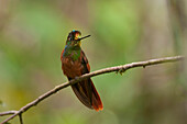 Rainbow Starfrontlet (Coeligena iris) hummingbird, Ecuador