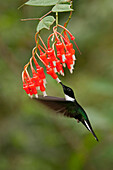 Collared Inca (Coeligena torquata) hummingbird feeding on flower nectar, Ecuador