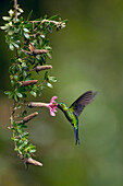 Sapphire-vented Puffleg (Eriocnemis luciani) hummingbird feeding on flower nectar, Ecuador