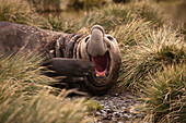 Northern Elephant Seal (Mirounga angustirostris) male calling, Carcass Island, Falkland Islands