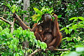 Orangutan (Pongo pygmaeus) female with young holding leaves over their heads to protect them from rain, Camp Leakey, Tanjung Puting National Park, Borneo, Indonesia