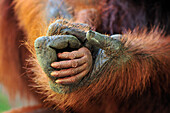 Orangutan (Pongo pygmaeus) mother's and baby's hands, Camp Leakey, Tanjung Puting National Park, Borneo, Indonesia