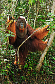 Orangutan (Pongo pygmaeus) male in rainforest interior, Camp Leakey, Tanjung Puting National Park, Borneo, Indonesia