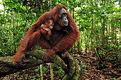 Orangutan (Pongo pygmaeus) female with young in rainforest interior, Camp Leakey, Tanjung Puting National Park, Borneo, Indonesia