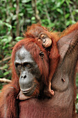 Orangutan (Pongo pygmaeus) female with sleeping young, Camp Leakey, Tanjung Puting National Park, Borneo, Indonesia