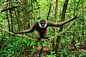 Bornean White-bearded Gibbon (Hylobates albibarbis) sitting on liana, Tanjung Puting National Park, Borneo, Indonesia