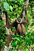 Bornean White-bearded Gibbon (Hylobates albibarbis), Tanjung Puting National Park, Borneo, Indonesia