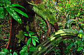 Vine in rainforest, Tanjung Puting National Park, Borneo, Indonesia