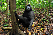 Celebes Black Macaque (Macaca nigra) in rainforest interior, Tangkoko Nature Reserve, northern Sulawesi, Indonesia