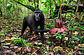 Celebes Black Macaque (Macaca nigra) feeding beside a Corpse Flower (Amorphophallus paeoniifolius), Tangkoko Nature Reserve, northern Sulawesi, Indonesia