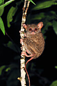 Spectral Tarsier (Tarsius tarsier), Tangkoko Nature Reserve, northern Sulawesi, Indonesia